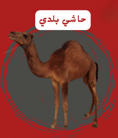 حاشي بلدي كامل